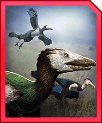 graciliraptor.jpg